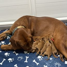 Girl 1 - Yellow female Labrador Retriever puppy in Normantown, West Virginia from Meadows Labradors