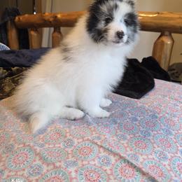 Marshmallow - Blue merle and white male Shetland Sheepdog puppy in Greenfield, Ohio from Kayla's Shelties