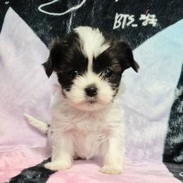 Birdie - Black and white female Mal-Shi puppy in Austin, Texas from Austin Maltese Babies