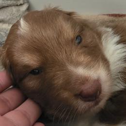 Three - Red tri-color female Australian Shepherd puppy in Albany, Oregon from Red Cloud Australian Shepherds and DeGray Great Danes & Bulldogs