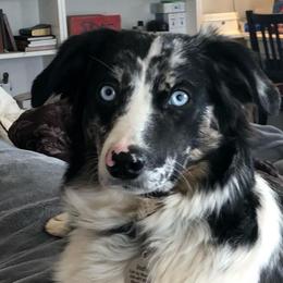 Indy - Miniature Australian Shepherd