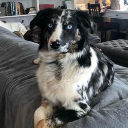 Indy - Miniature Australian Shepherd