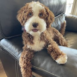 Howie - Bernedoodle