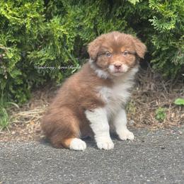 Syrup - Red tri-color male Australian Shepherd puppy in Chehalis, Washington from Wandering Acres Ranch