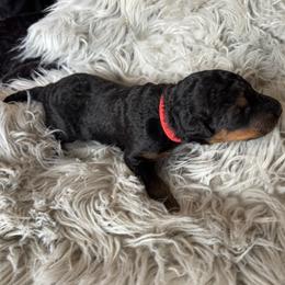 Milo - Black and tan male Airedale Terrier puppy in Huntersville, North Carolina from Cool Hand Luke Kennels