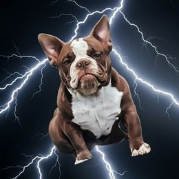 American Bully puppies from Bella Gail Kennels