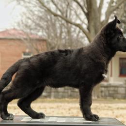 German Shepherd Puppies from Von Kühnheit German Shepherd Kennels