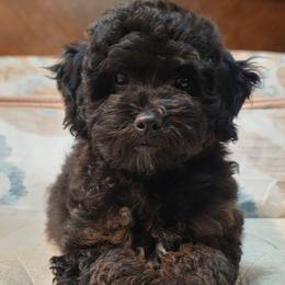 Rose - Phantom female Poodle puppy in Buffalo, Illinois from Pear Tree Pups