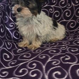 Felix - Parti male Yorkshire Terrier puppy in Bartlesville, Oklahoma from Chracy's yorkie babies