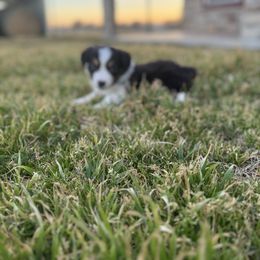 Kora - Black tri Miniature Australian Shepherd puppy in Azle, Texas from Weston Family Farms