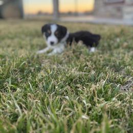 Kora - Black tri Miniature Australian Shepherd puppy in Azle, Texas from Weston Family Farms