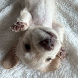 Izabella - Cream Dachshund puppy in Groveport, Ohio from Brobst Farm