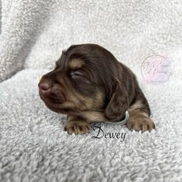 Dewey - Chocolate and cream male Dachshund puppy in Gray, Louisiana from EB's Cajun Lil' Doxies