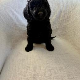 Pumpkin - Black male Goldendoodle puppy in South Jordan, Utah from Daybreak Doodles