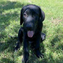 Black Collar - Black Labrador Retriever puppy in Mansfield, Missouri from Labradors of Moxley Meadow