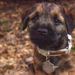Border Terrier Puppies from Ruff n Ready Border Terriers