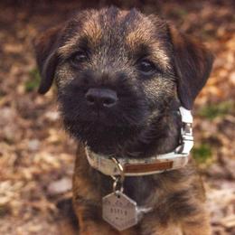 Border Terrier Puppies from Ruff n Ready Border Terriers