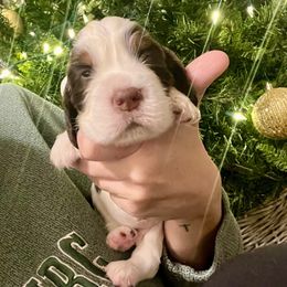 Arthur - Liver white and tan male English Springer Spaniel puppy in Wilmer, Alabama from Southbend Springers
