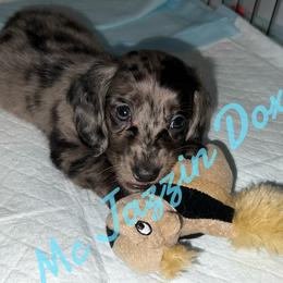 Dachshund Puppies from McJazzin Doxies