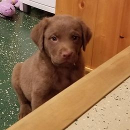Chesapeake Bay Retriever Puppies from Eska Creek Chesapeakes