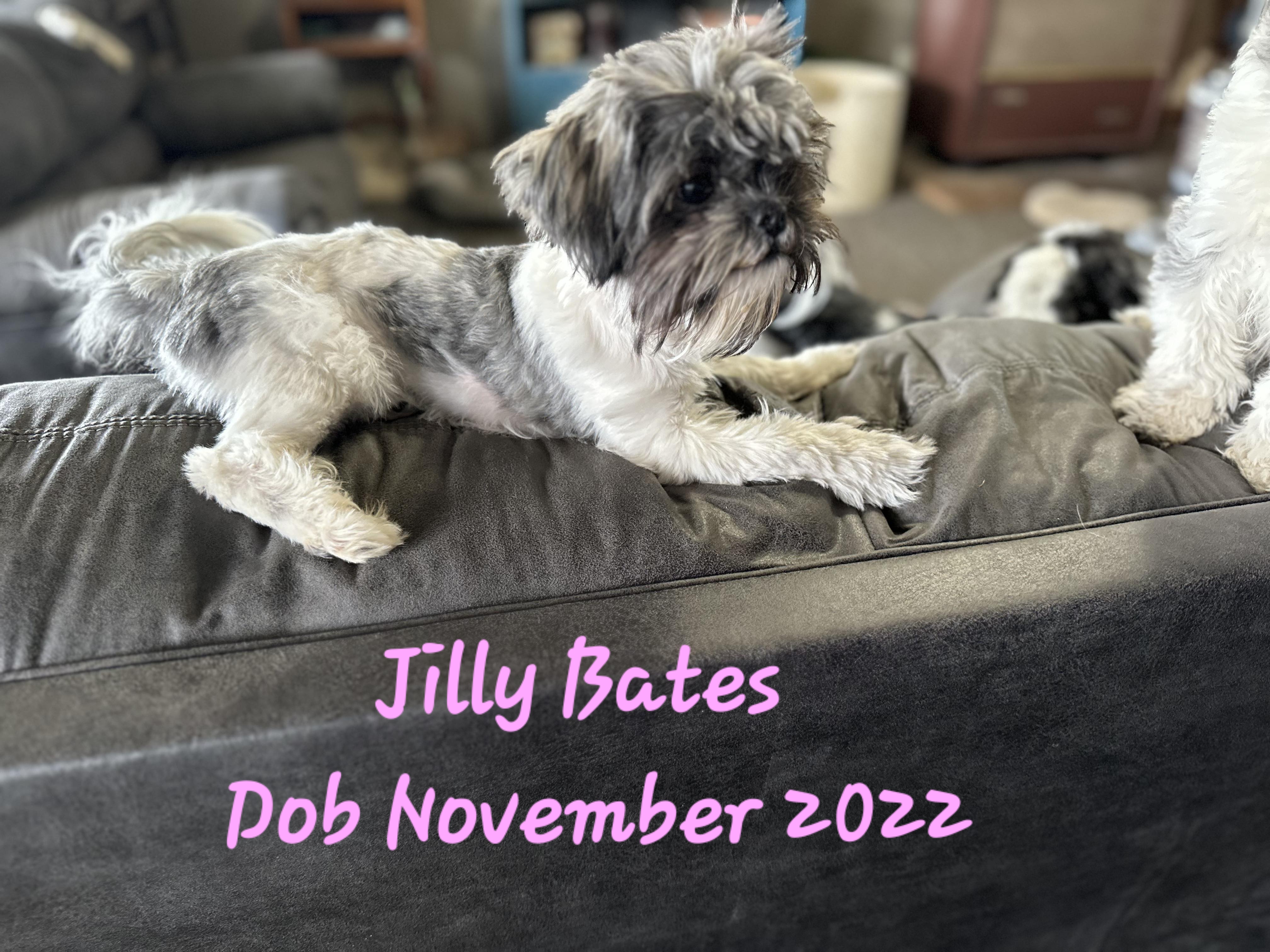 Jilly Bates - Shih Tzu