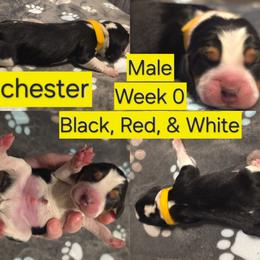 Winchester Yellow Male - Black red and white male Beagle puppy in Bemidji, Minnesota from Nse Farms Beagles