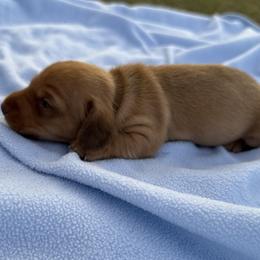 Chris LeDoux - Red male Dachshund puppy in Bradenton, Florida from Winsor Family Dachshunds