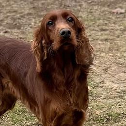 Roisin - Irish Setter