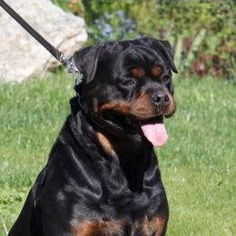 Lana - Rottweiler
