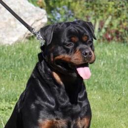 Lana - Rottweiler