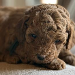 Boy 4 Selection - Apricot male Cavapoo puppy in Pleasant Hill, Iowa from Harvest Creek