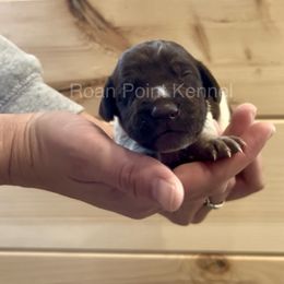 Rowan-Blue Male - Liver roan German Shorthaired Pointer puppy in Payneville, Kentucky from Roan Point Kennel