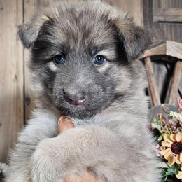 Phoenix - Blue female German Shepherd puppy in Sequim, Washington from German Shepherd Haus