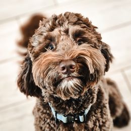 Bronx - Goldendoodle