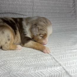 Girl 2 - Red merle female Toy Australian Shepherd puppy in Alabama from SBA Aussies