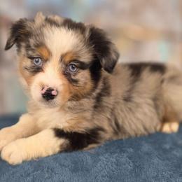 Sunny - Blue merle male Miniature Australian Shepherd puppy in Citra, Florida from Southpaw Herders LLC