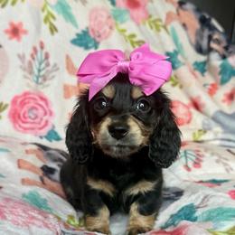 Sydney - Black and cream female Dachshund puppy in Hornbeck, Louisiana from A&Z Mini Dachshunds