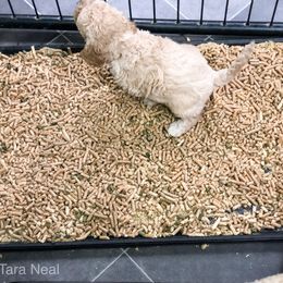 Goldendoodle Puppies from Coal Country Doodles
