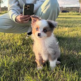 Foxy - Blue merle male Toy Australian Shepherd puppy in Dakota City, Nebraska from Daisys Toy Aussies