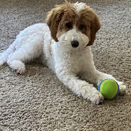 Aussiedoodles, Bernedoodles, Cavapoos, Goldendoodles, and Yorkipoos from Fisher River Doodle's