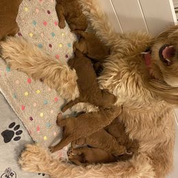 Bernedoodle and Goldendoodle Puppies from Doodle Bliss