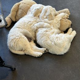 Golden Retriever Puppies from Bramble Berry Goldens