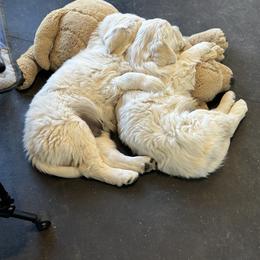 Golden Retriever Puppies from Bramble Berry Goldens