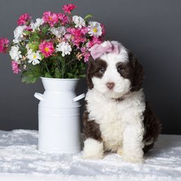 Australian Labradoodle Puppies from Napa Valley Australian Labradoodles