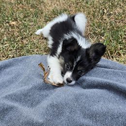 Ivy - White and black female Papillon puppy in Hollister, Missouri from Swan Creek Kennel