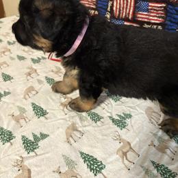 Girl 2 - Black and red female German Shepherd puppy in Dallas, Georgia from Cottonwood Kennel