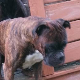 Boxers from Hoodaddy's Boxers