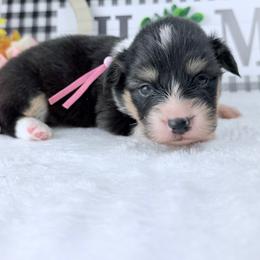 Coco - Black and tan female Pembroke Welsh Corgi puppy in San Diego ,Ca, California from SoCal Native Corgis