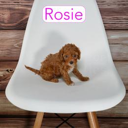 Teal - Red female Cavapoo puppy in Calhoun, Georgia from Happy Top Doodles