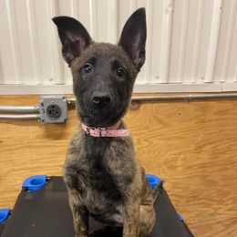 Dutch Shepherd Puppies from Blackcraft K9